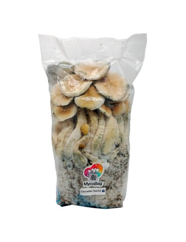 Bolsa transparente Myco-Bag de 450 g con sustrato orgánico marrón y una etiqueta blanca con logotipo multicolor. 2