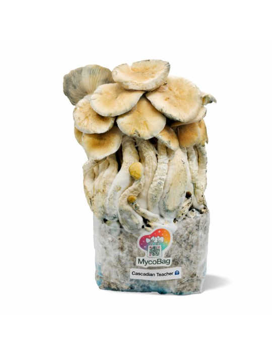 Bolsa de cultivo Myco-Bag con un denso grupo de setas de tallos largos y sombreros color crema sobre un sustrato blanco.