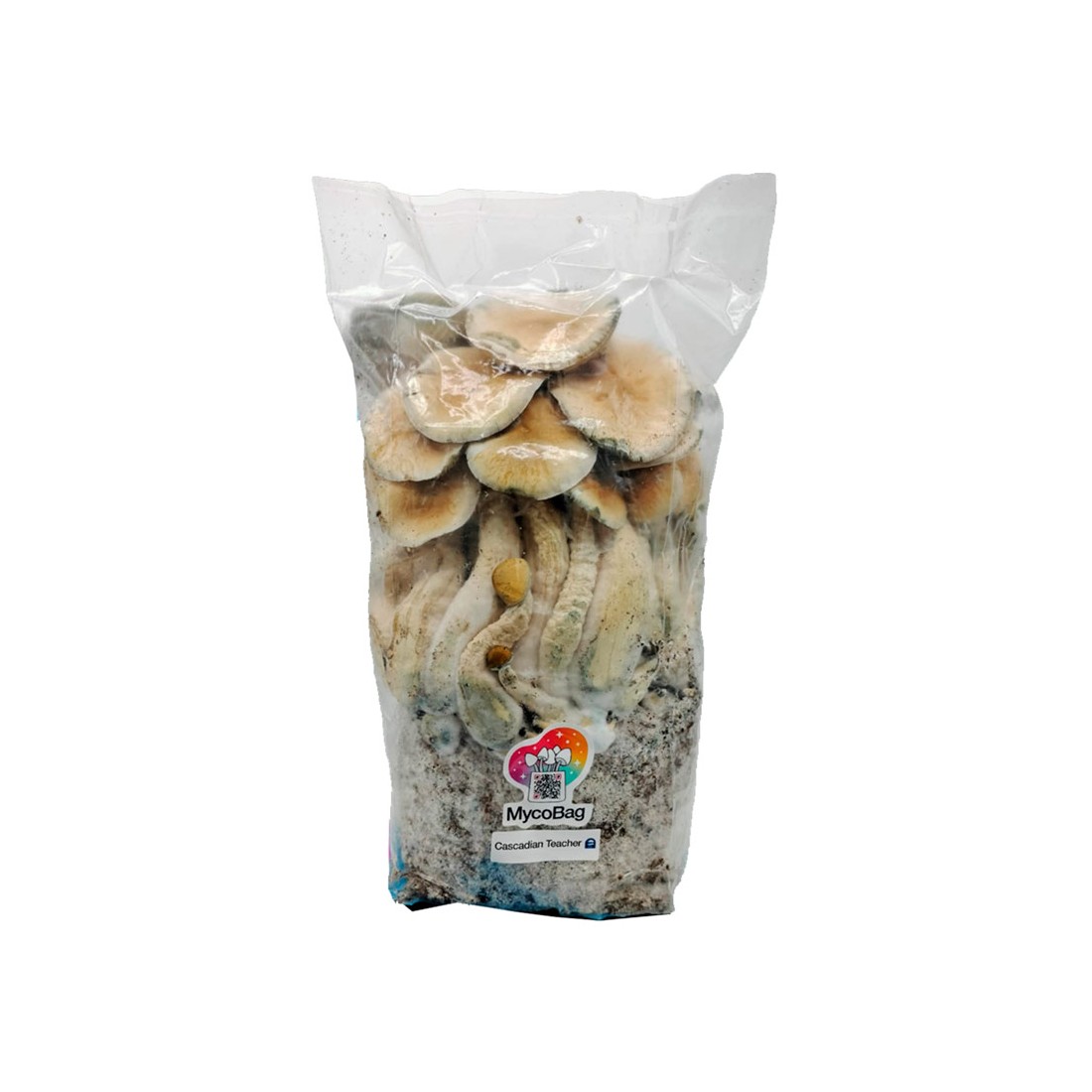 Bolsa transparente Myco-Bag con hongos de color beige y marrón creciendo sobre un sustrato oscuro y denso.