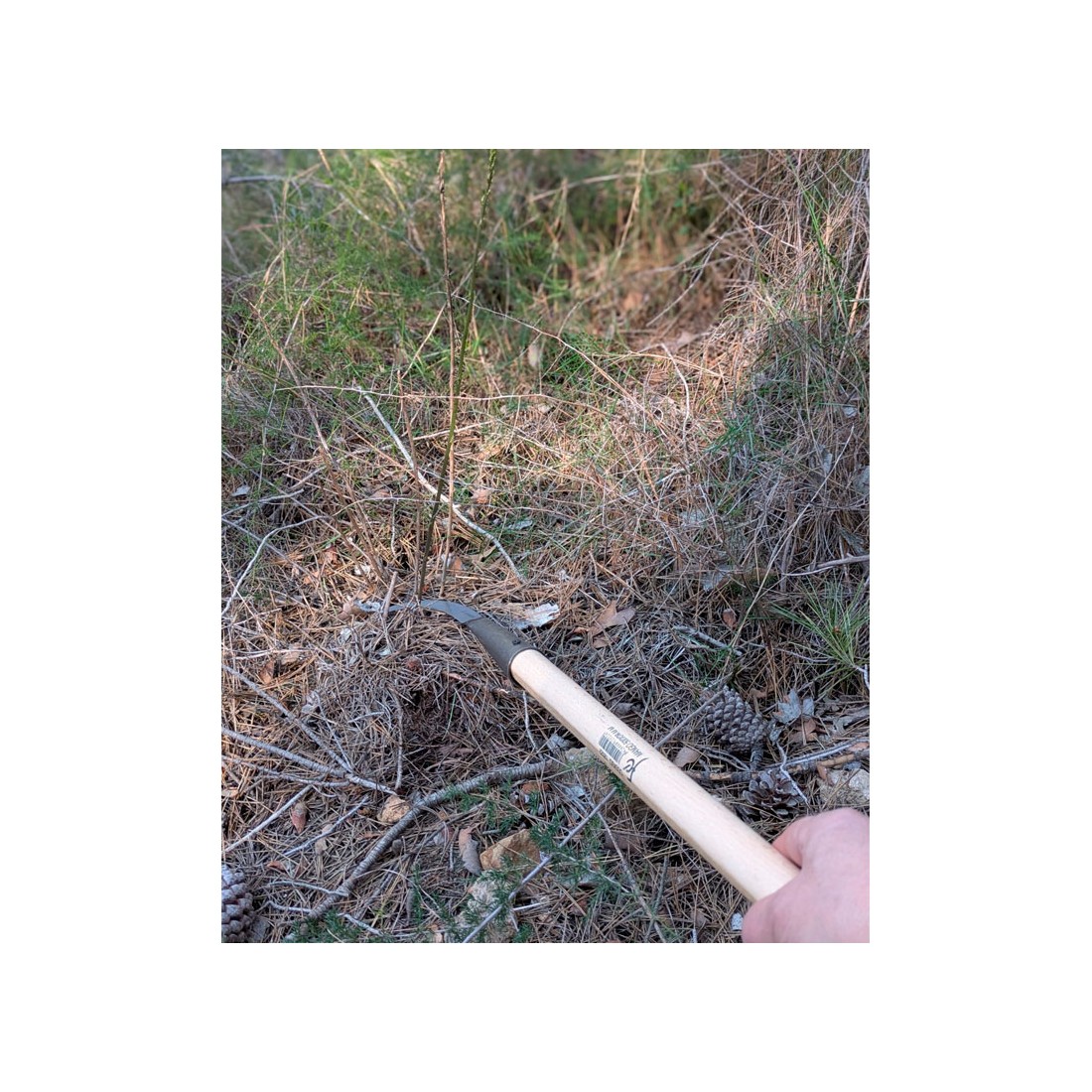 Lama Asparagiera Flores Cortes - Taglio Preciso e Comfort