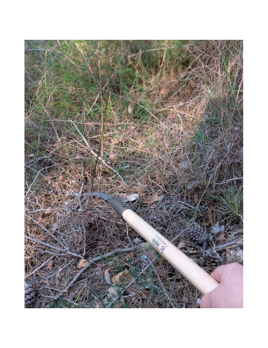 Ciseaux Asperge Flores Cortes - Précision et Comfort