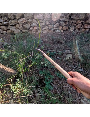 Asparagus blade Flores Cortes 2