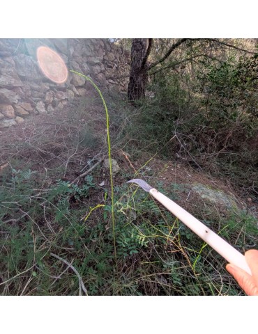 Esparraguera de acero con mango largo y recto, hoja curva tipo tranchete en la punta y un cordón negro para sujeción. 2
