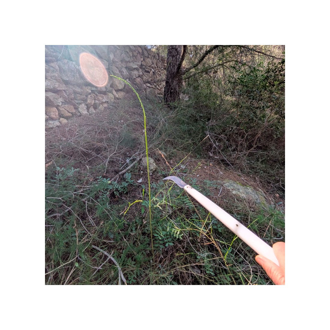 Pedrajas Asparagus Knife - Traditional Spanish Harvest Tool