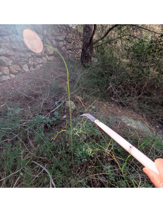 Esparraguera Tranchete Pedrajas - Coltello Artigianale...