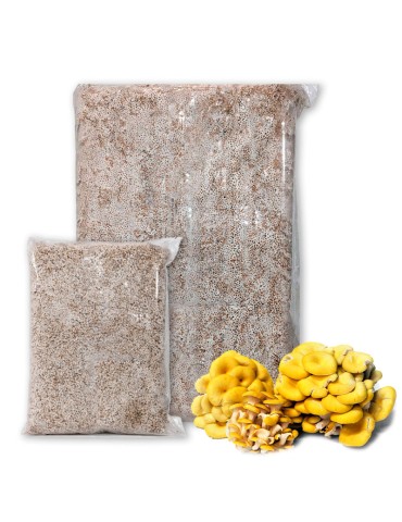 Micelio Ostra Amarilla 7kg - Crecimiento Rápido y Fácil
