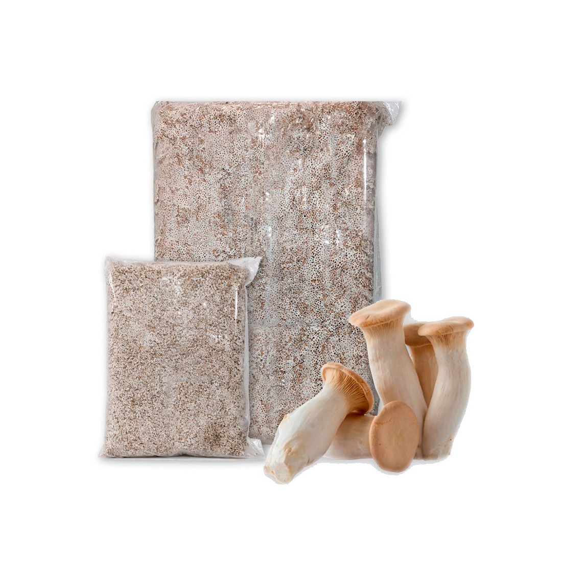 Micelio Pleurotus Eryngii Coreano - Coltivazione Facile...