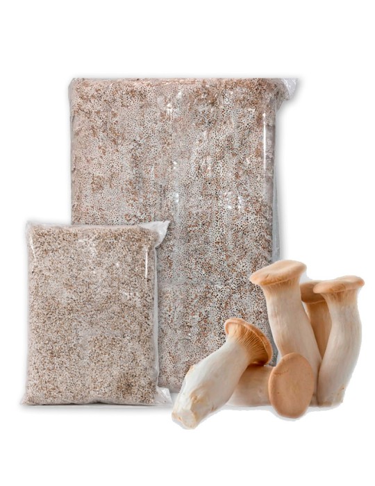 Micelio Pleurotus Eryngii Coreana 7kg Rápido Crecimiento