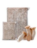 Micélio em grão de Pleurotus eryngii, cogumelo do cardo coreano para cultivo profissional.