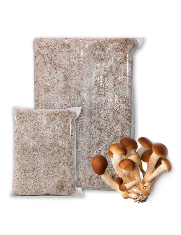 Micelio A. aegerita 7kg - Seta de Chopo Gourmet