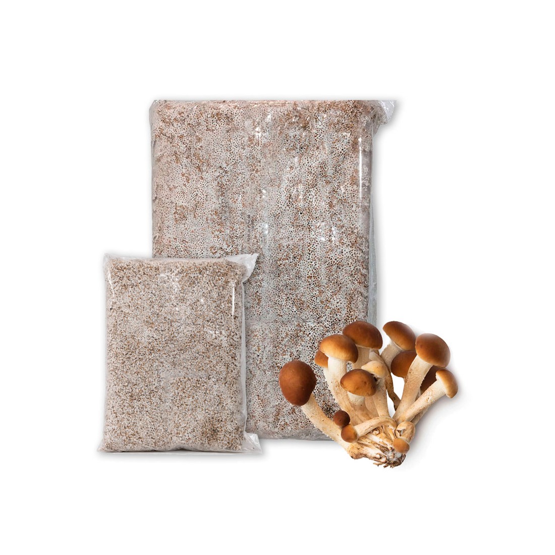 Micelio Pleurotus ostreatus 30l Industriale - Coltiva...