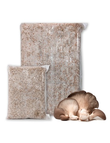 Cultivez des Champignons Pleurotus Ostreatus Facilement