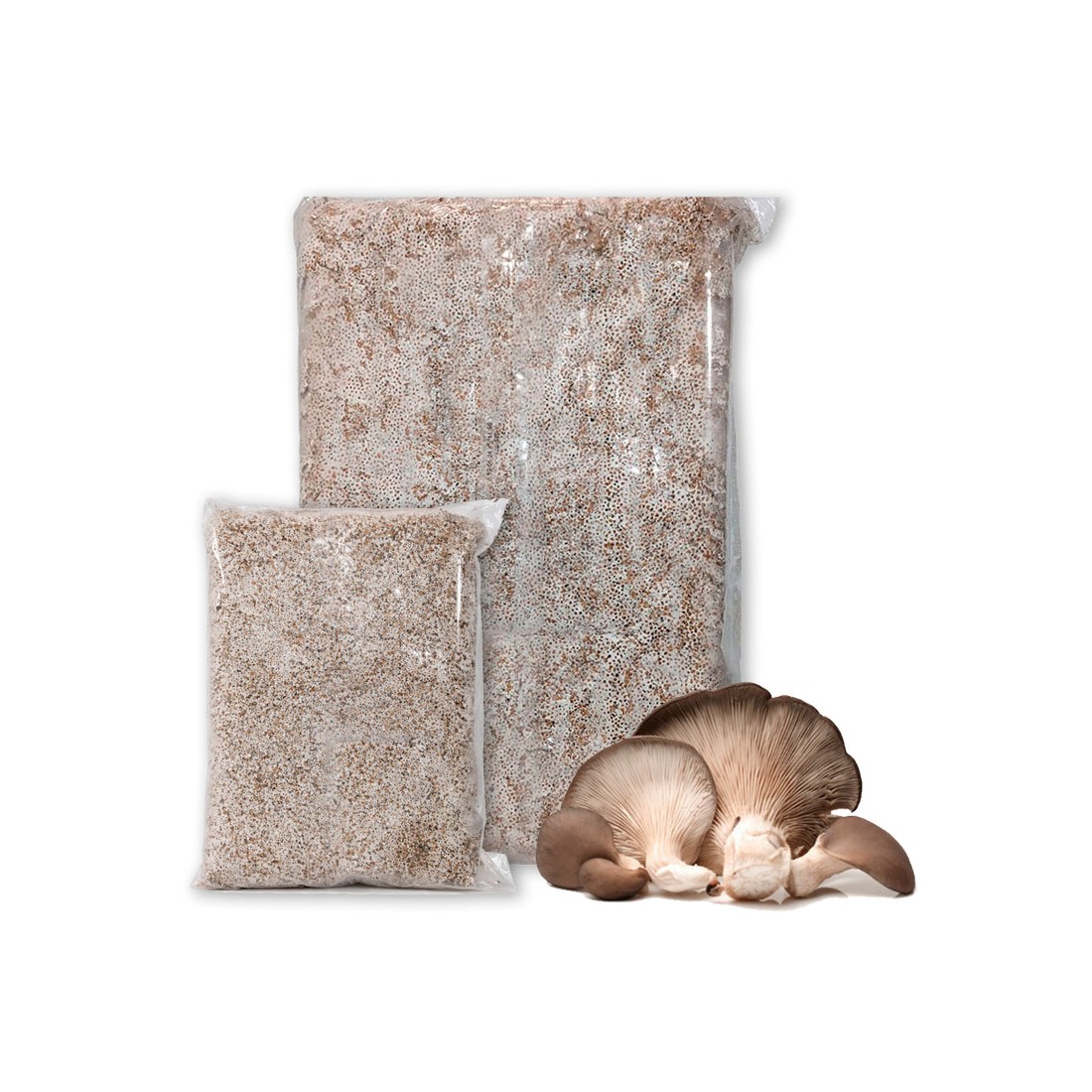 Micelio Pleurotus Ostreatus - Coltiva Funghi Gourmet...