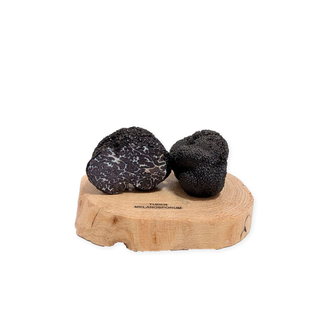 Replica Realistica Tartufo Nero T. Melanosporum