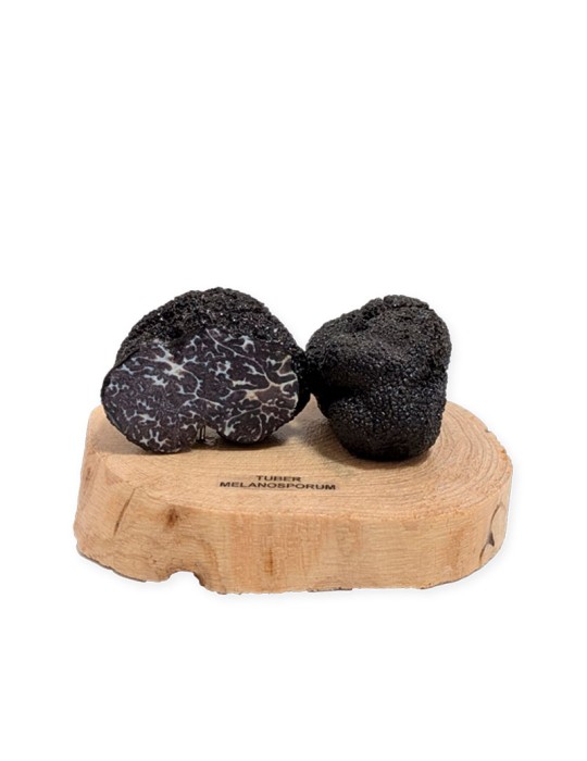 Réplica Realista Trufa Negra T. Melanosporum