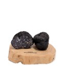 Réplica Realista Trufa Negra T. Melanosporum