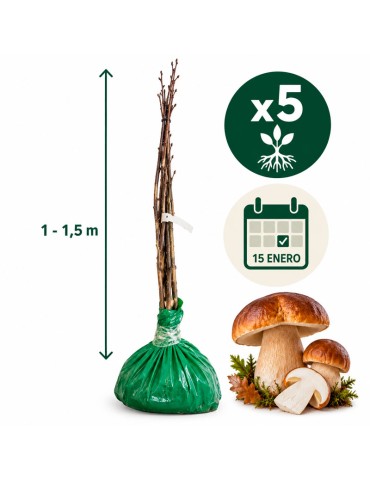 Silver Birch Mycorrhizal with Porcini Mushrooms - Betula... 2