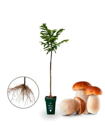 5 units Purple Beech mycorrhizal with boletus. Fagus sylvatica "atropunicea" . Bare root | frost -25 ºC