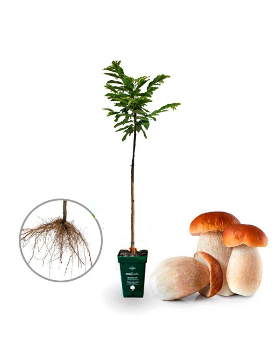 5 units Purple Beech mycorrhizal with boletus. Fagus sylvatica "atropunicea" . Bare root | frost -25 ºC