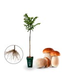 5 uds Castaño micorrizado con boletus. Castanea sativa . Raíz desnuda