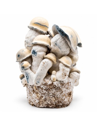 MycoBag Tidal Wave Ape (TW/APE) | Zuchtbeutel