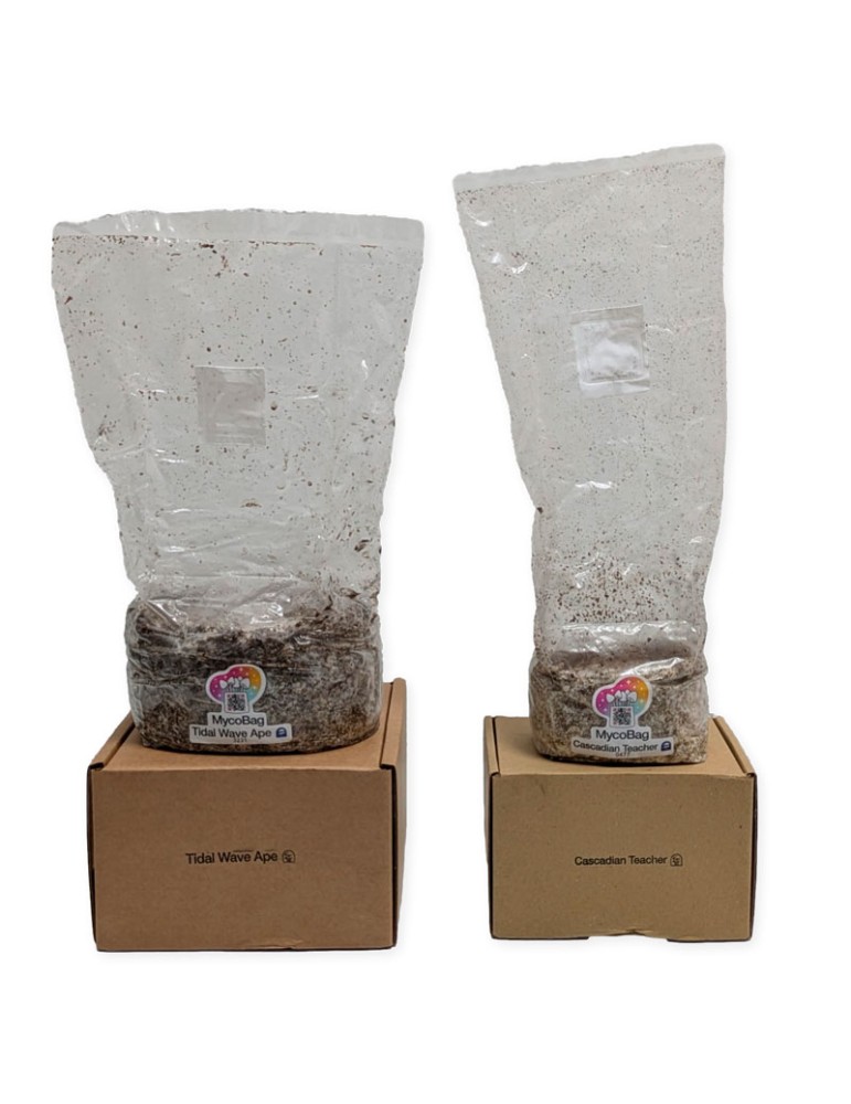 MycoBag Tidal Wave Ape (TW/APE) | Bolsa de cultivo