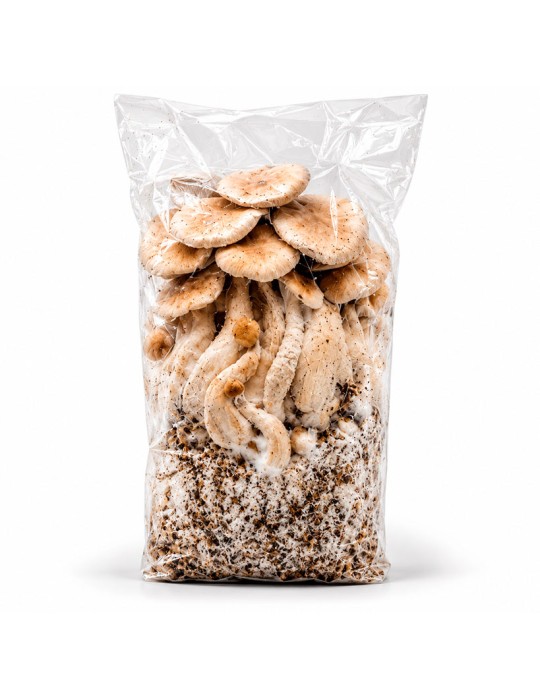 MycoBag Whitebilly | Sac de culture automatique 400 g et 1200 g