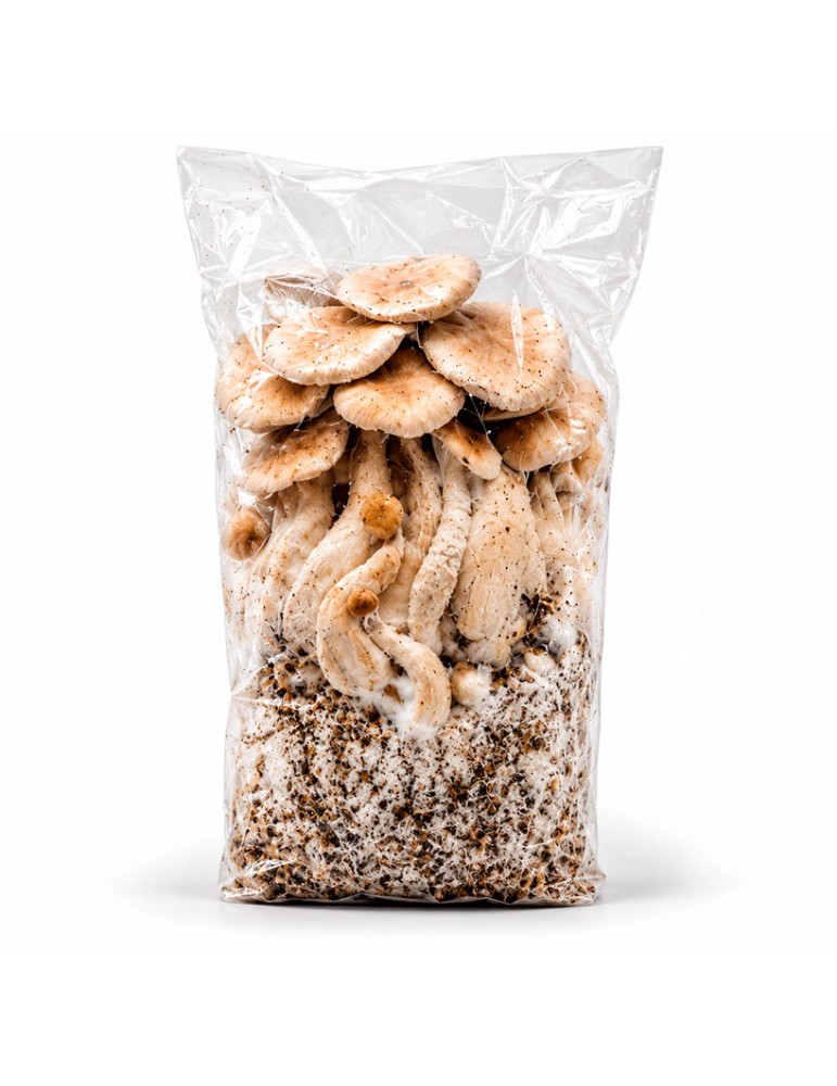 MycoBag automática de Albino Jedi Mind Fuck AJMF | 400 g e 1200 g