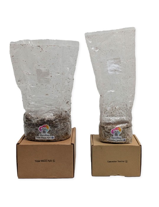 MycoBag automatique d'Albino Jedi Mind Fuck AJMF | 400 g et 1200 g