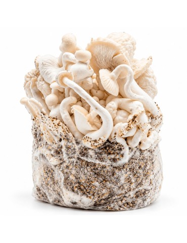 MycoBag Long Whyte Cloudz | sacs automatiques de psilocybes 400 g et 1200 g