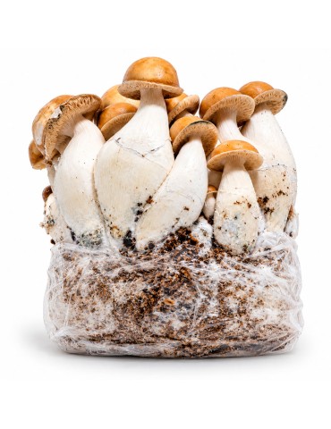 MycoBag Mac Galactic | Saco automático de cultivo para principiantes 400 g e 1200 g