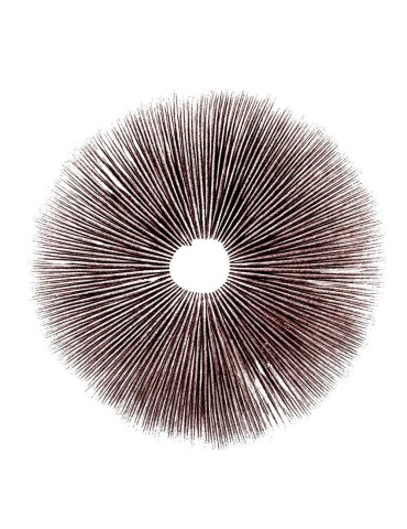 Print de esporas de Psilocybe 2