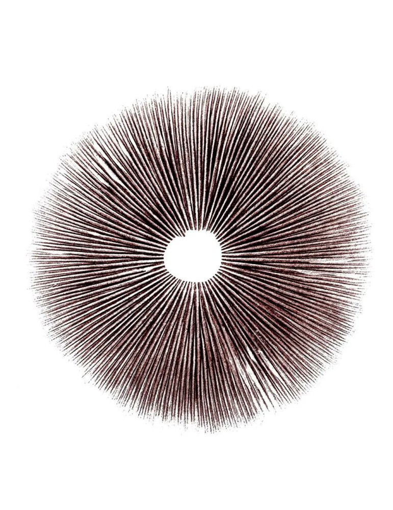 Print de esporas de Psilocybe