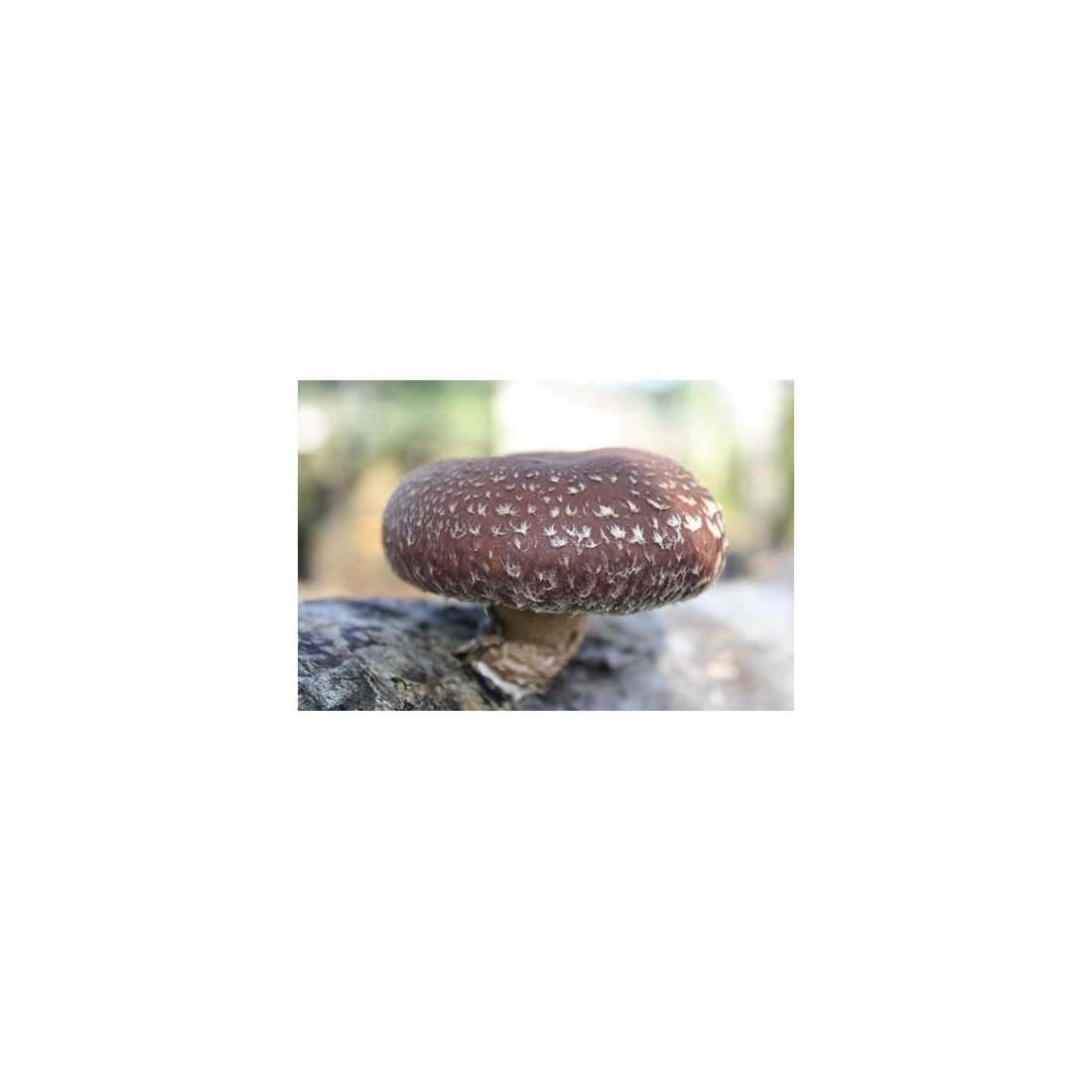 Dehydrated shiitake