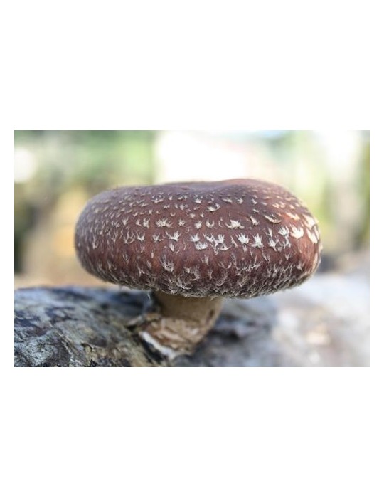 Dehydrated shiitake