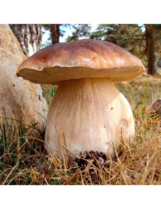 Dehydrated boletus