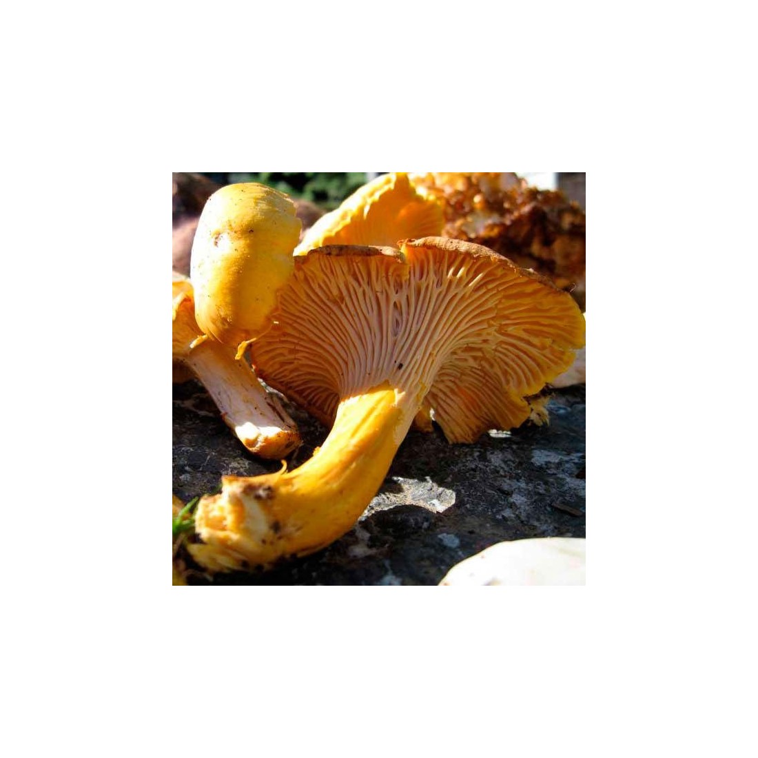 Dehydrated chanterelles