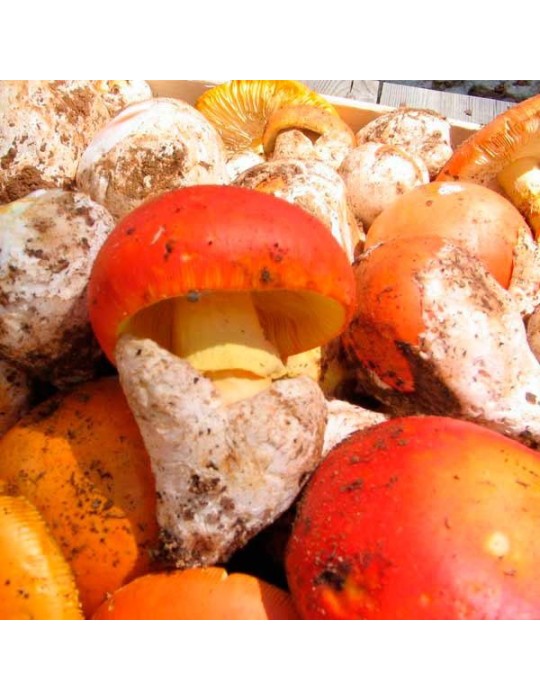 Amanita caesarea deshidratada