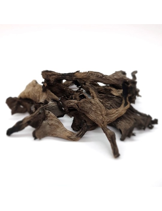 Trompeta de la muerte deshidratada | espécimen Craterellus