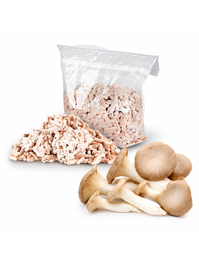 Plastiktüte und Haufen weißlicher Myzel-Pellets neben frischen Kräuterseitlingen mit braunen Hüten.