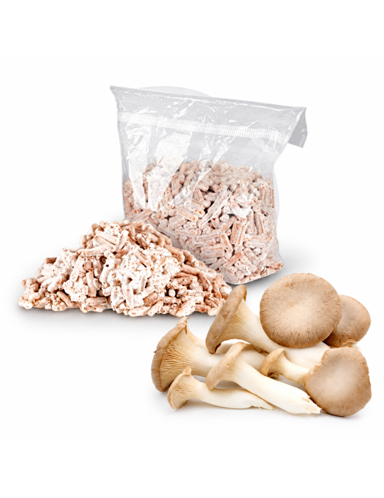 Plastiktüte und Haufen weißlicher Myzel-Pellets neben frischen Kräuterseitlingen mit braunen Hüten.
