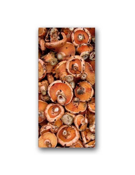 Neck brace model Niscalos