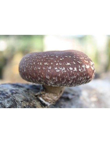 Tronco productor de Shiitake 2