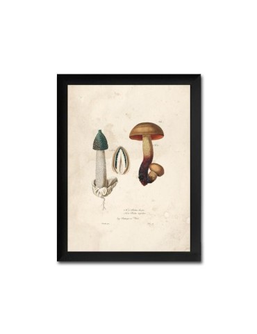 Reproduction vintage de champignons en feuilles 003 2
