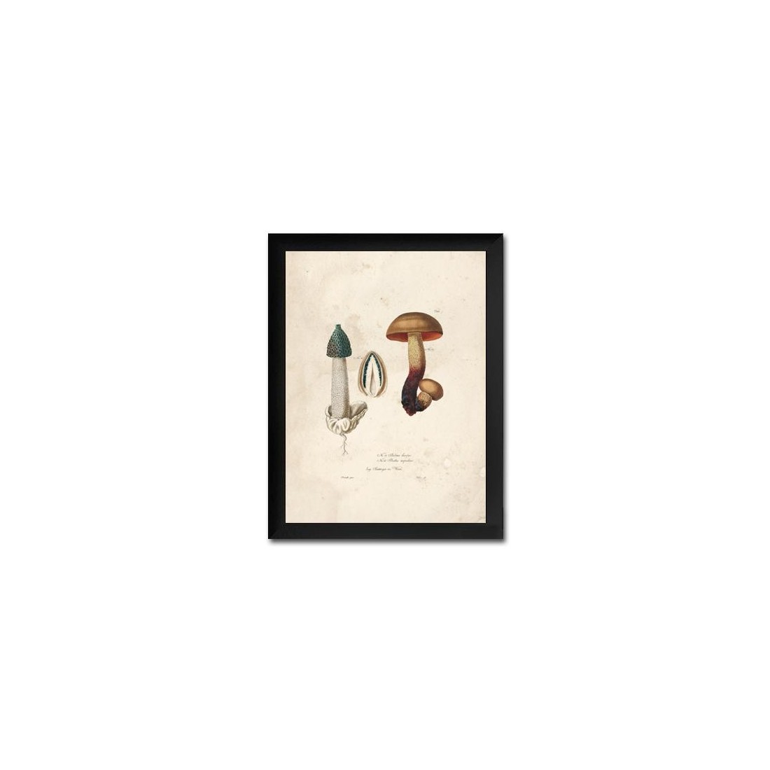 Reproduction of vintage mushrooms foil 003