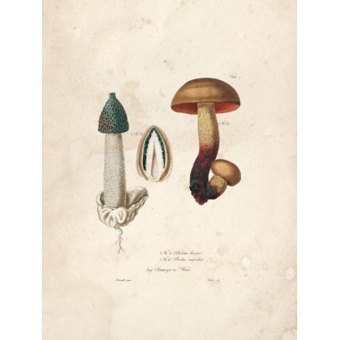 Reproduction of vintage mushrooms foil 003