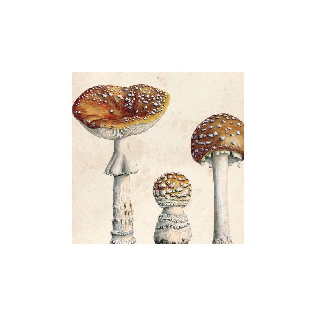 Reproduction vintage des champignons en feuilles 004