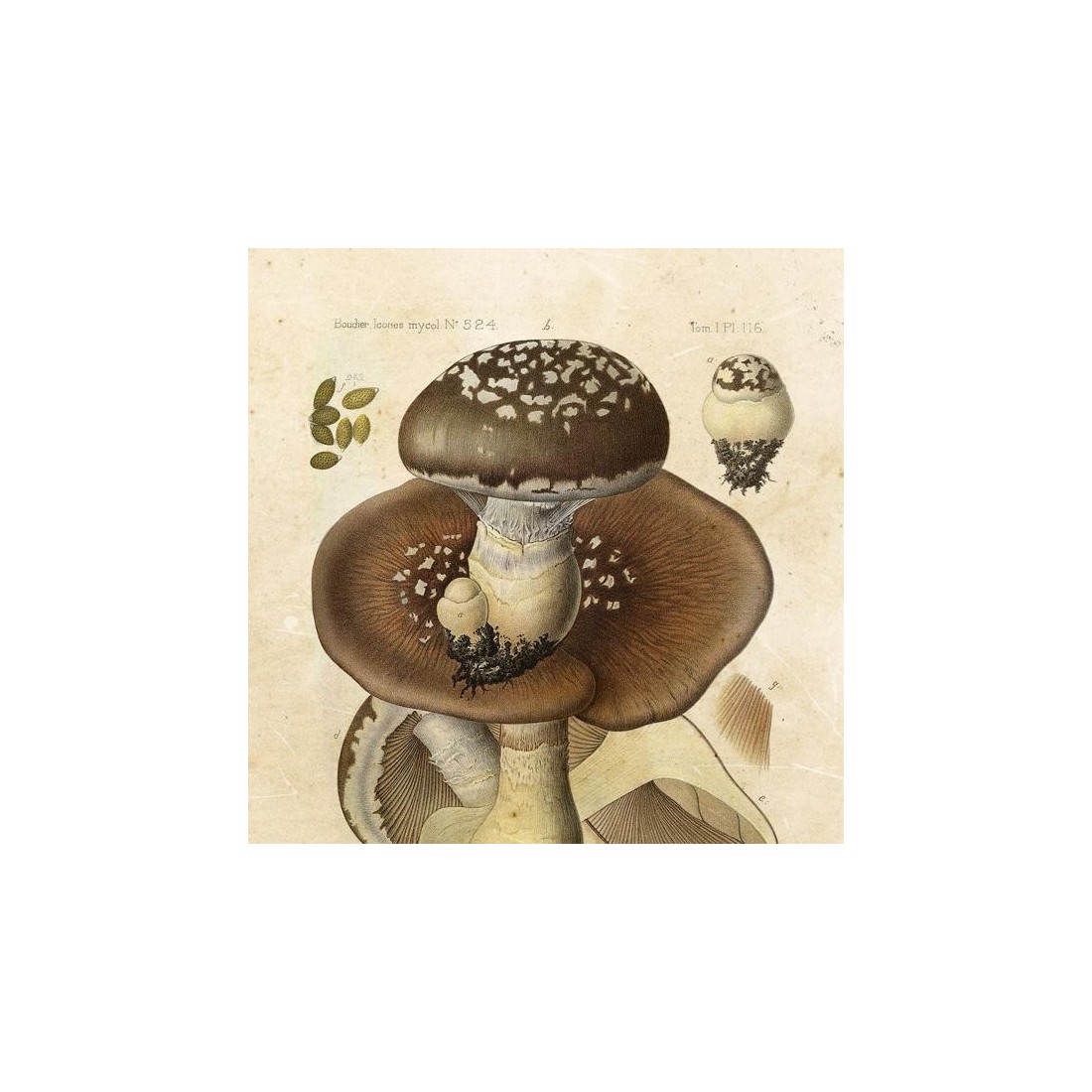 Reproduction vintage des champignons en feuilles 005
