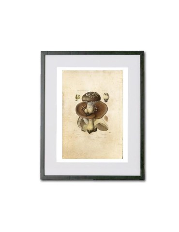 Reproduction vintage des champignons en feuilles 005 2