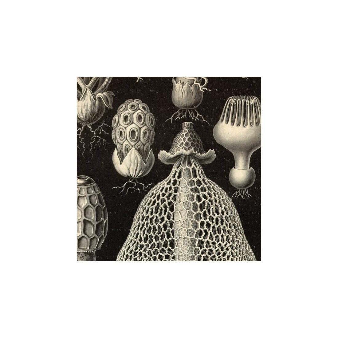 Reproduction of vintage mushrooms 008